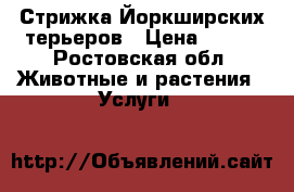 Стрижка Йоркширских терьеров › Цена ­ 600 - Ростовская обл. Животные и растения » Услуги   